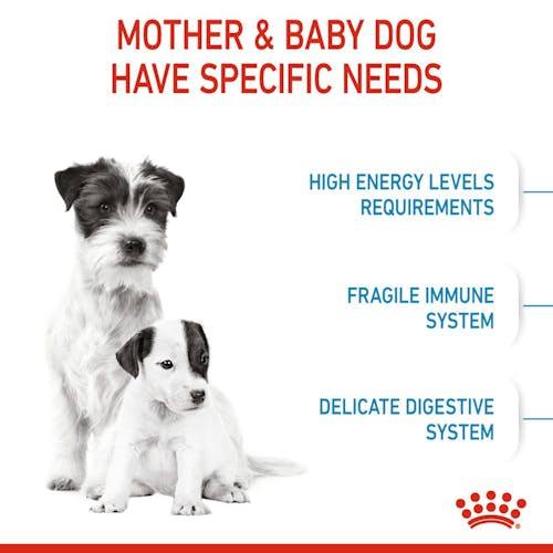 Royal Canin - Mini Starter Mother & Babydog Dry Food 1-2 months 小型初生犬及母犬營養配方