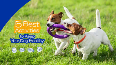 5 Best Activities To Keep Your Dog Healthy