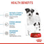 Royal Canin - Mini Starter Mother & Babydog Dry Food 1-2 months (Dry)